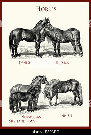 vintage equestrian illustration, powerful horse portraits:Danish, Russian,Norwegian Fjiord,Shetland pony, Finnish Stock Photo