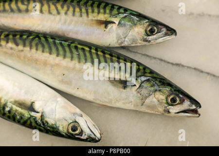 Fresh mackerel fish high in Omega 3 oils and good for a healthy