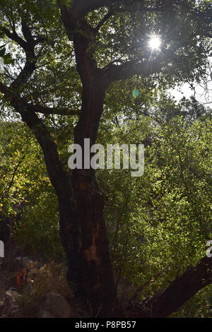 A burned tree showing signs of life after a wildfire. Stock Photo
