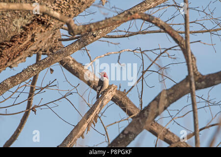 Red Headed Woodpecker in a tree in Congaree National Park in South Carolina Stock Photo