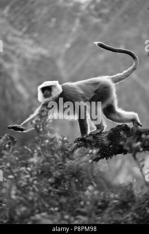 A GREY LANGUR or HANUMAN LANGUR (Semnopithecus entellus) in a forest in NUPRI - AROUND MANASLU TREK, NEPAL Stock Photo