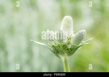 Eryngium agavifolium flowers. Stock Photo