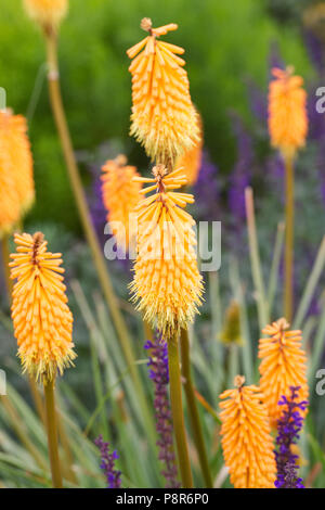 Kniphofia flowers in an herbaceous border. Stock Photo