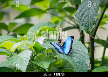 Malachite Butterfly in Costa Rica with open wings and alight on green leaf. Stock Photo