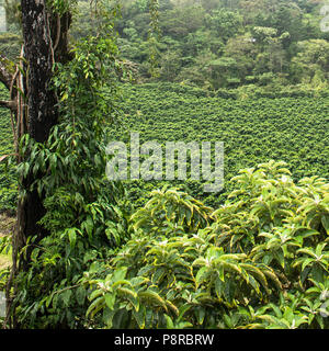 Costa Rican field of green coffee plants on a coffee farm/plantation.The photo is a study in green nature. Stock Photo