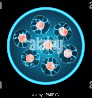 Cells Growing In A Tissue Culture Petri Dish Isolated On Black Background. Mitosis, The Process Of Cell Division And Multiplication. Medicine Scientif Stock Photo
