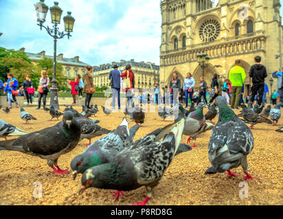 Closeup of many pigeons eating on the ground in Notre Dame square. On background the famous Notre Dame de Paris Cathedral, Ile de la Cite, France and tourists visiting the capital. Stock Photo