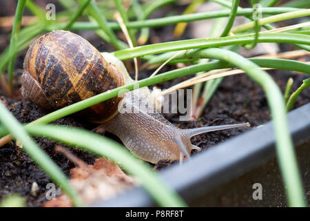 A Garden Snail, Helix aspersa, in a black plastic seed tray containing garden plants, UK. Stock Photo