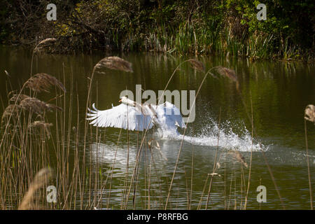 Photo of a male Mute swan flapping his wings while running on the water Stock Photo
