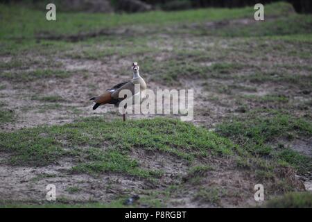 Egyptian Goose (Alopochen aegyptiaca) in damp wetland on the Maasai Mara, Kenya Africa Stock Photo