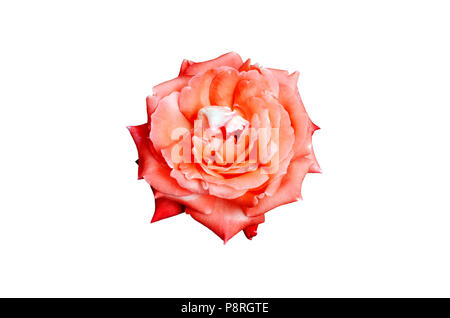 Rose blossom view from above Stock Photo