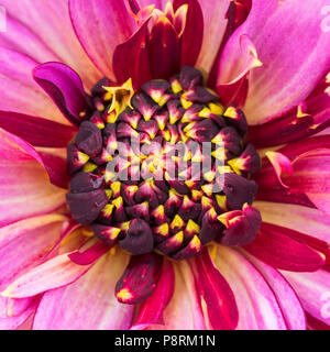 Dahlia 'Mambo' (Anem) - central boss just beginning to open Stock Photo