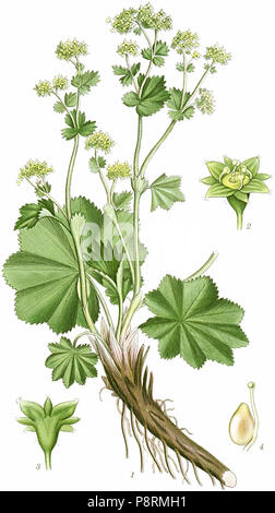.   33 Alchemilla vulgaris - Billeder af nordens flora (1917, plate 297) clean no-description Stock Photo