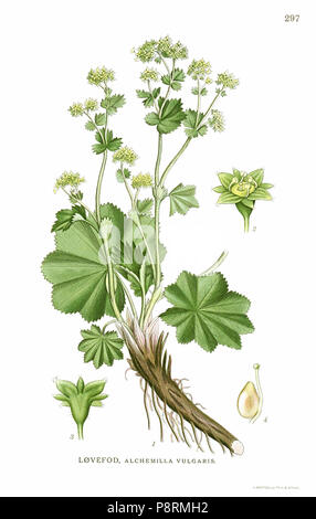 .   33 Alchemilla vulgaris - Billeder af nordens flora (1917, plate 297) clean Stock Photo
