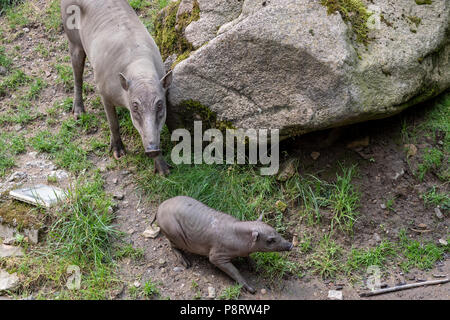 Babirusa Celebes (Babyrousa babyrussa) endangered animal species. Female Buru bairusa and young piglet Stock Photo