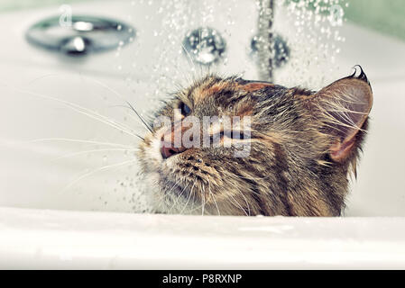 Wet cat in the bath. Funny cat Stock Photo