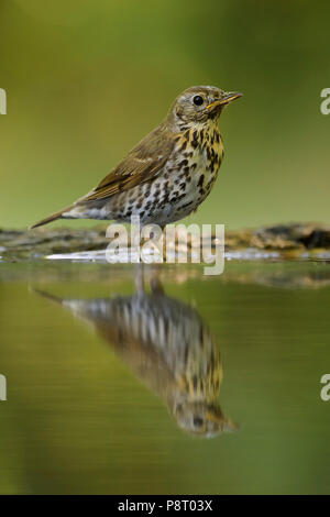 Song Thrush - Turdus philomelos, inconspicuous song bird from European forests and woodlands.