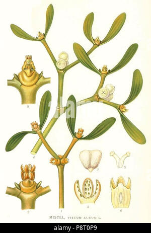 Viscum Mistletoe, Viscum album, an evergreen plant that is smothered in white ...