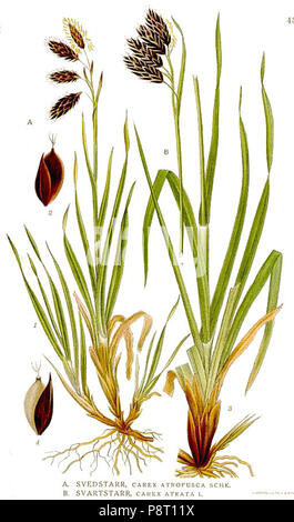 .   22 435 Carex atrata, C. atrofusca Stock Photo