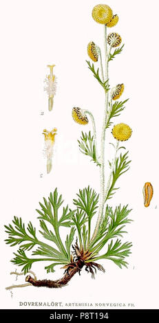 .   22 536 Artemisia norvegica Stock Photo