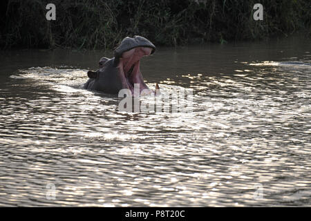 The Common Hippopotamus (Hippopotamus amphibius). Olare Motorogi Conservancy, Maasai Mara, Kenya, East Africa Stock Photo
