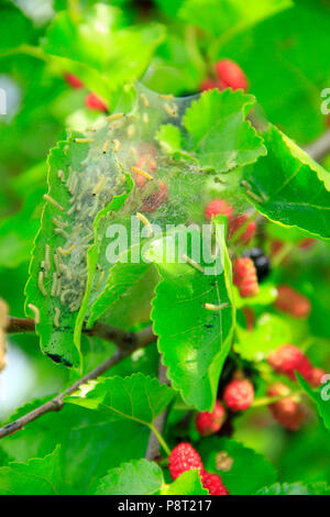 Caterpillars eat leaves of mulberry. Branch with ripe mulberry and Bombyx mori. Insects pests eating up green leaves of mulberry tree. Silkworms eatin Stock Photo