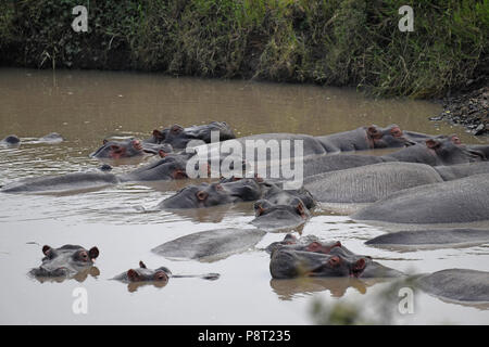 The Common Hippopotamus (Hippopotamus amphibius). Olare Motorogi Conservancy, Maasai Mara, Kenya, East Africa Stock Photo