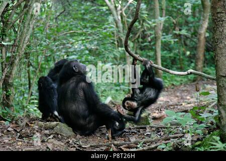 Eastern chimpanzee (Pan troglodytes schweinfurthii) mother with playing young in a tree, Gombe Stream National Park, Tanzania | usage worldwide Stock Photo