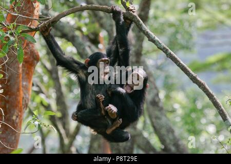 Eastern chimpanzee (Pan troglodytes schweinfurthii) two playing young hanging in tree in rainforest, Gombe Stream National Park, Tanzania | usage worldwide Stock Photo