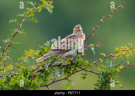 Eurasian skylark (Alauda arvensis) perched on a branch of a small bush or tree in Summer in grassland in West Sussex, England, UK.