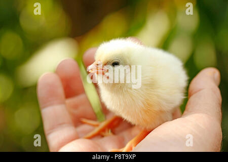 Chick on hand. Stock Photo