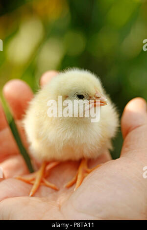 Chick on hand. Stock Photo