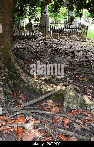 Roots from 100+ year-old magnolia trees carpet the ground in the churchyard cemetery outside St. Paul's Episcopal Church in Edenton North Carolina Stock Photo