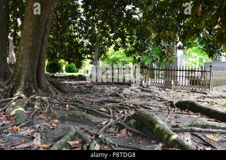 Roots from 100+ year-old magnolia trees carpet the ground in the churchyard cemetery outside St. Paul's Episcopal Church in Edenton North Carolina Stock Photo