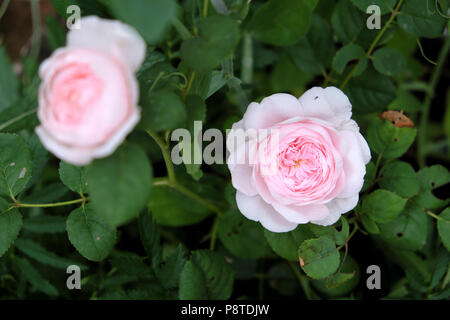 Fragrant Rosa Queen of Sweden soft pink roses propagated from a cutting blooming in bloom growing in a rose garden July summer Wales UK  KATHY DEWITT Stock Photo