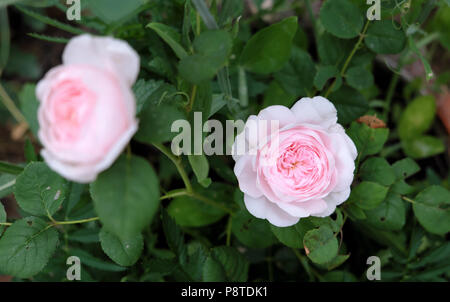Fragrant Rosa Queen of Sweden soft pink roses propagated from a cutting blooming in bloom growing in a rose garden July summer Wales UK  KATHY DEWITT Stock Photo