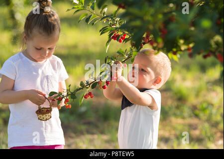 Kids picking cherry on a fruit farm. Stock Photo