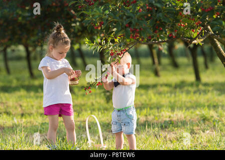 Kids picking cherry on a fruit farm. Stock Photo