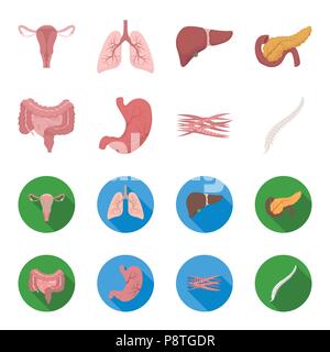 Intestines, stomach, muscles, spine. Organs set collection icons in cartoon,flat style vector symbol stock illustration . Stock Vector