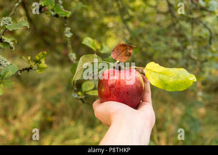 picking fresh apple from the tree, the goods of nature for people. Stock Photo