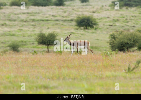 Indian Antelope or Indian Blackbuck or Antilope cervicapra roaming in the grassland at GIB sanctuary in Solapur Maharashtra India Stock Photo