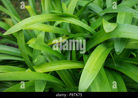 agapanthus praecox called love flower from south africa with small raindrops Stock Photo