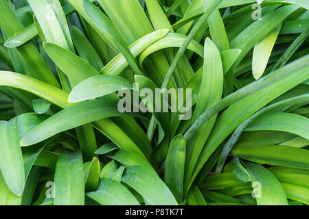 leaves of agapanthus praecox love flower from south africa plant macro leaf close up Stock Photo