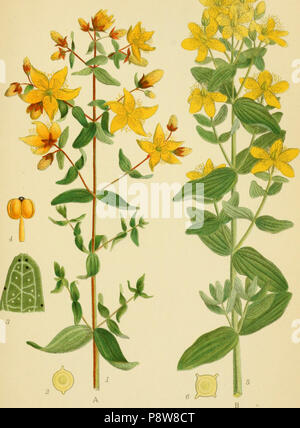 .   59 Billeder af nordens flora (1917) (14598195299) Stock Photo