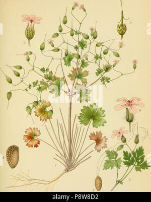 .   59 Billeder af nordens flora (1917) (14782492554) Stock Photo