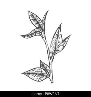 Sketch branch of leaves by hand on an isolated background Stock Vector