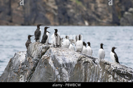 Common guillemots or common murres (Uria allge) on a rocky outcrop, Noss, Shetland Stock Photo