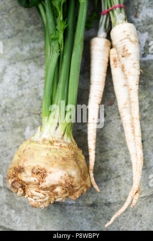 Root of celery with parsley Stock Photo