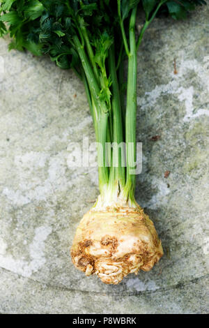 Root of celery Stock Photo