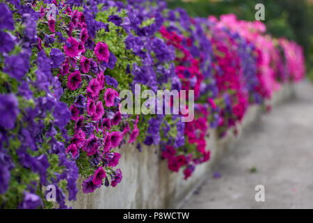 Lots of lush, abundantly flowering, colorful petunias colorful petunias galore Stock Photo